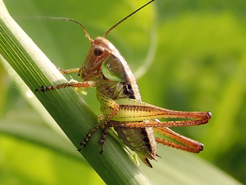 Tettigoniidae: cfr. neanide di Pholidoptera